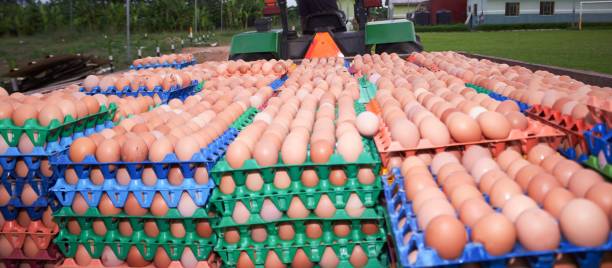 Poultry farming, eggs, poultry business, agriculture