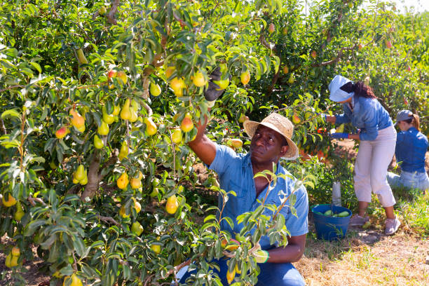 Woman and man harvesting fresh ripe pears from tree branches on plantation.