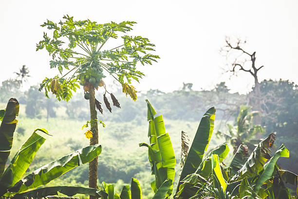 African landscape with papaya and banana trees.